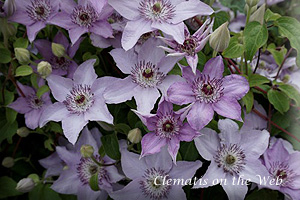 Clematis photograph