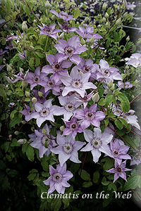 Clematis photograph