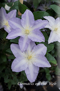 Clematis photograph