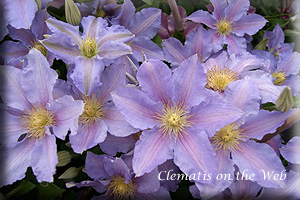 Clematis photograph