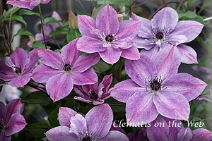 Clematis photograph