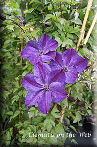 Clematis photograph