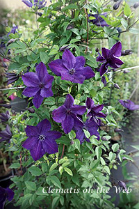 Clematis photograph