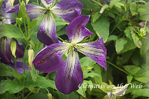 Clematis photograph