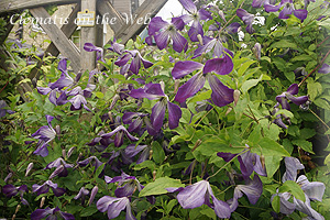 Clematis photograph