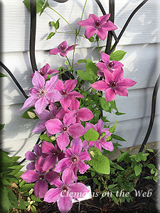 Clematis photograph