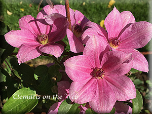 Clematis photograph