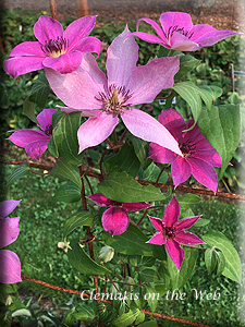 Clematis photograph