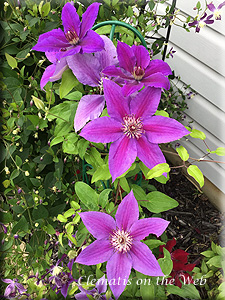 Clematis photograph