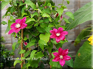 Clematis photograph