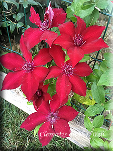 Clematis photograph