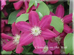 Clematis photograph