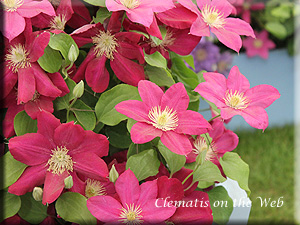 Clematis photograph