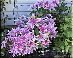 Clematis photograph