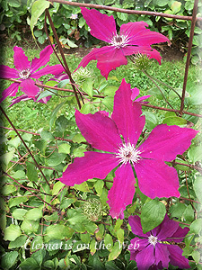 Clematis photograph