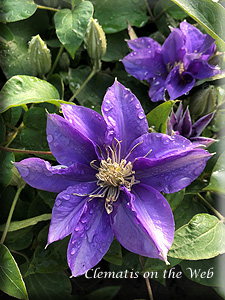 Clematis photograph