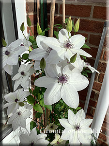 Clematis photograph