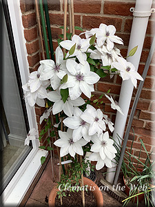 Clematis photograph