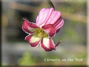 Clematis photograph