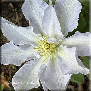 Clematis photograph