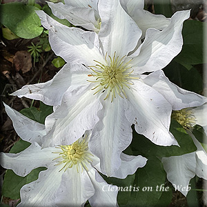 Clematis photograph