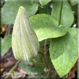 Clematis photograph