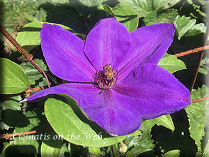 Clematis photograph