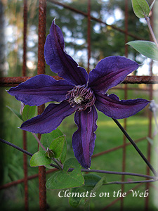 Clematis photograph