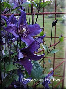 Clematis photograph