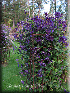 Clematis photograph