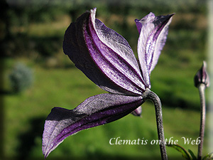 Clematis photograph