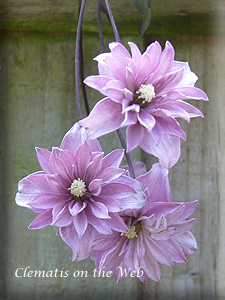 Clematis photograph