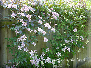 Clematis photograph