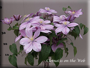 Clematis photograph