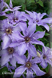 Clematis photograph