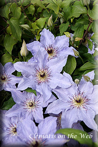 Clematis photograph