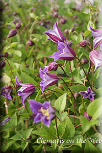 Clematis photograph