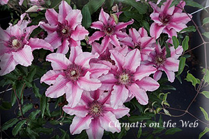 Clematis photograph