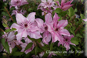 Clematis photograph