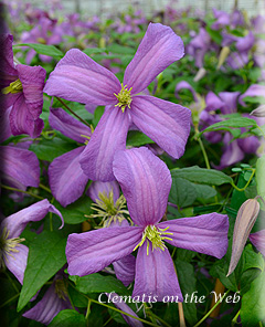 Clematis photograph