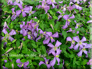 Clematis photograph