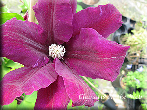 Clematis photograph