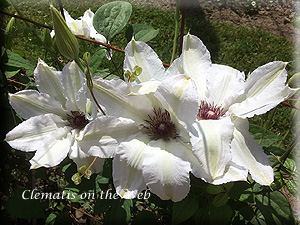 Clematis photograph