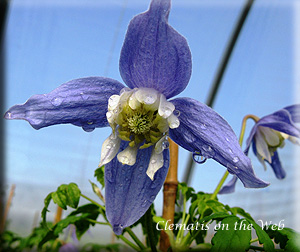 Clematis photograph