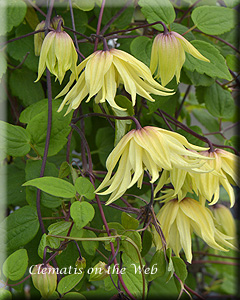 Clematis photograph