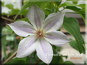 Clematis photograph