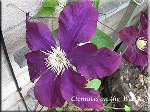 Clematis photograph