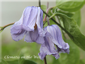 Clematis photograph