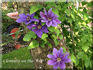 Clematis photograph