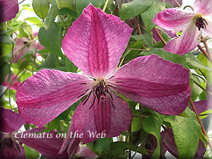 Clematis photograph